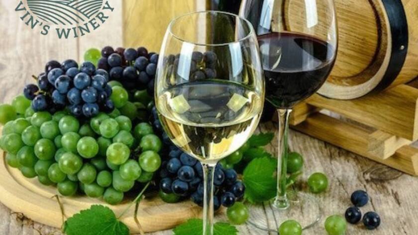 Red and white Portuguese wines with grapes and barrel at Vin's Winery